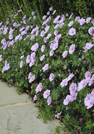 ГЕРАНЬ криваво-червона var. striatum